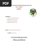 Cultivo de Banano (Autoguardado)