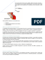 La Pata de Ganso Se Encuentra en La Parte Lateral Interna de La Rodilla