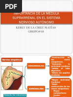 Importancia de La Médula Suprarrenal