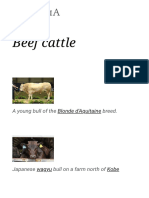 Beef Cattle