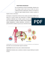 Receptores Sensoriales