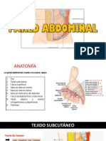 Pared Abdominal Antomia