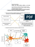 Neuro Anatomia