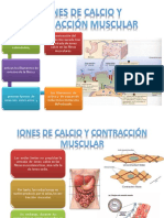 Iones de Calcio y Contracción Muscular