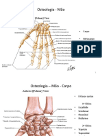 Osteologia - Mão