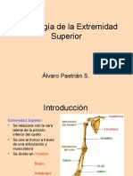 Osteología Del Miembro Superior