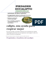 Eucalipto