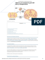 La Sustancia Blanca y La Sustancia Gris Del Cerebro