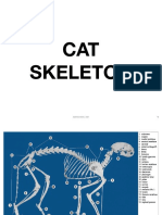 CAT Skeleton: Abraham - 3B1