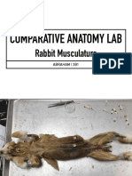 Rabbit Musculature