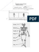 Prueba Sistema Locomotor $°