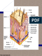 Frolich, Human Anatomy, Skin