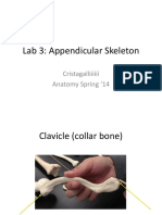 Lab 3: Appendicular Skeleton: Cristagalliiiiii Anatomy Spring 14