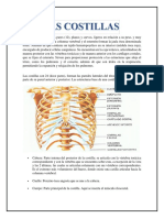 Tarea de Anatomia #5 Costillas