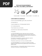 Phylum Equinodermos