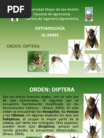 Diptera