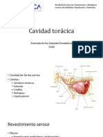 Cavidad Toraxica