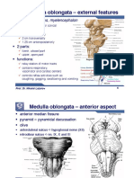 02 Medulla Oblongata Pons