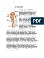 CORPUL UMAN SCHELETUL Uman Este Format Din 206 Oase Separate