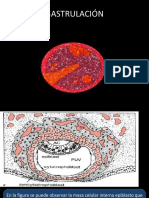 Gastrulación y Neurulación PDF