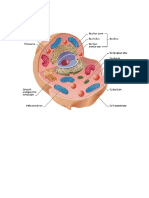 Animal Cell