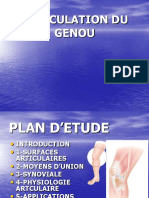 Anatomie-Articulation Du Genou