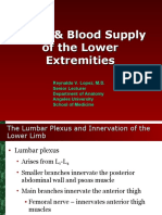 Nerve and Blood Supply of Lower Extremities