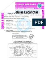 Celula Eucariota Animal Vegetal PDF