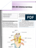 Neuoanatomía - Cap 7. Vascularizacion Del Sistema Nervioso Central