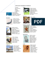 Clasificacion Taxonomica de Animales