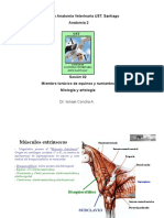 002-MbToracico Miologia y Artrol Eq y Rum