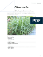 Comment Planter La Citronnelle