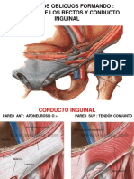 Clase Anatomía Pared Abdominal