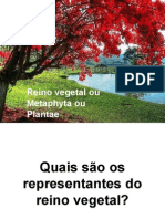 Biologia PPT - Reino Vegetal