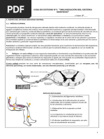 Guía 1 Sistema Nervioso 2 Medio