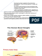 Basal Ganglia