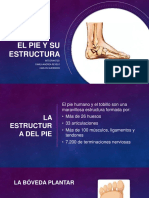 El Pie y Su Estructura