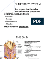 AP 5 Integumentary System