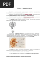 Sistema Escretor