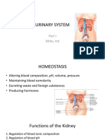 Urinary System 