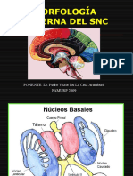 MORFOLOGIA INTERNA 3 Lis