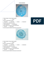 Anatomia Vegetal