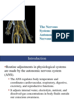 Human Anatomy: The Nervous System: Autonomic Nervous System