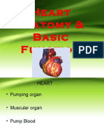 Heart Anatomy & Basic Function