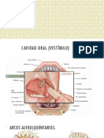 Cavidad Oral (Vestíbulo)