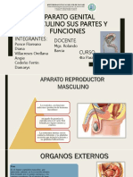 Aparato Genital Masculino SUS PARTES Y FUNCIONES