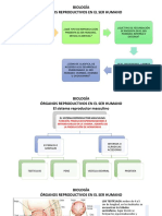 BIOLOGÍA. Órganos Reproductivos Humanos 8°