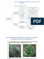 Tipos Básicos de Formas Vitales Que Podemos Distinguir en El Alta Amazonia