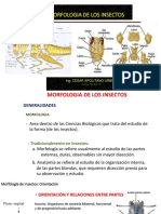 Clase 2 Entomologia General