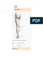 Articulaciones de Los Miembros Inferiores